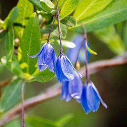 Sollya Heterophylla 'Australian Bluebell Creeper'
