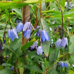 Sollya Heterophylla 'Australian Bluebell Creeper' -You Garden 510972 2