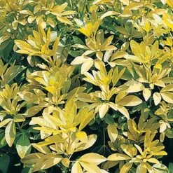 Choisya Ternata 'Sundance' -You Garden 511001 2