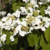 Viburnum Plicatum 'Kilimanjaro Sunrise'