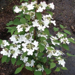 Viburnum Plicatum 'Kilimanjaro Sunrise' -You Garden 511005 3