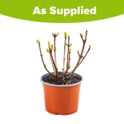 Hydrangea Paniculata 'Polestar' (R) -You Garden 511017 4