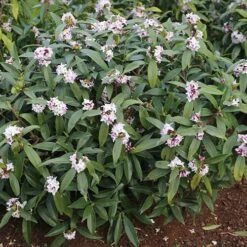 Daphne 'Perfume Princess' 11 Daphne 'Perfume Princess' -You Garden 511038 2