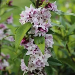 Daphne 'Perfume Princess' 15 Daphne 'Perfume Princess' -You Garden 511038 6