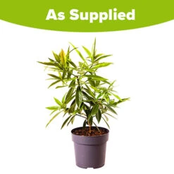 Daphne 'Perfume Princess' 17 Daphne 'Perfume Princess' -You Garden 511038 8