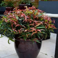 Leucothoe 'Burning Love'