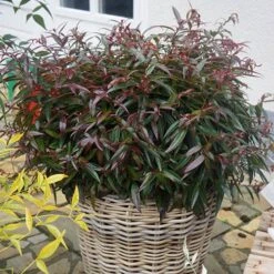 Leucothoe 'Burning Love' -You Garden 511058 2