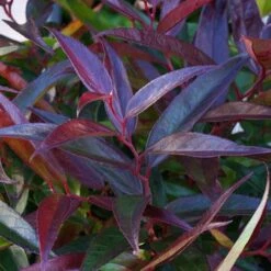 Leucothoe 'Burning Love' -You Garden 511058 3