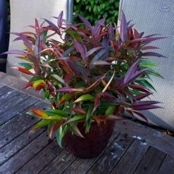 Leucothoe 'Burning Love' -You Garden 511058 4