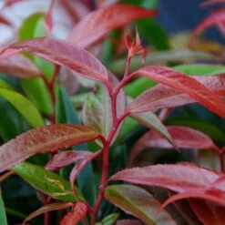 Leucothoe 'Burning Love' -You Garden 511058 5