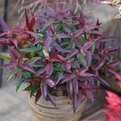 Leucothoe 'Burning Love' -You Garden 511058 6