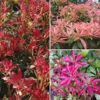 Pieris Collection