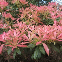 Pieris Collection 9 Pieris Collection -You Garden 511126 2