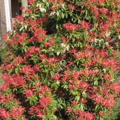 Pieris Collection 12 Pieris Collection -You Garden 511126 5