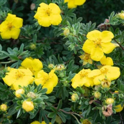 Potentilla Collection 9 Potentilla Collection -You Garden 511139 2