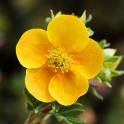 Potentilla Collection 10 Potentilla Collection -You Garden 511139 3