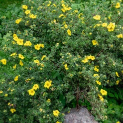 Potentilla Collection 12 Potentilla Collection -You Garden 511139 5