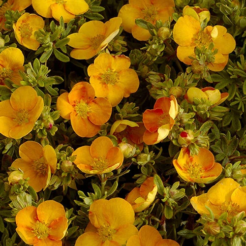 Potentilla Collection 7 Potentilla Collection - Image 7