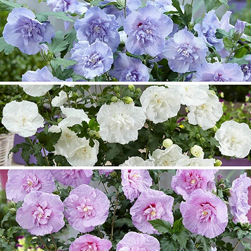 Double Flowered 'Chiffon' Hibiscus Collection 1 Double Flowered 'Chiffon' Hibiscus Collection