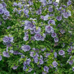 Double Flowered 'Chiffon' Hibiscus Collection 11 Double Flowered 'Chiffon' Hibiscus Collection -You Garden 511167 4