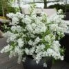 Exochorda Racemosa 'Niagara'
