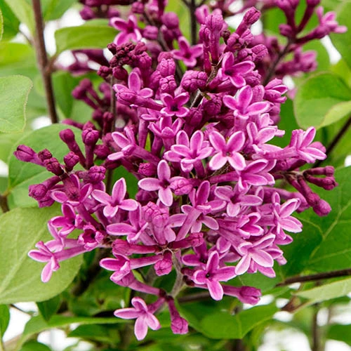 Syringa Bloomerang 'Dark Purple' 1 Syringa Bloomerang 'Dark Purple'