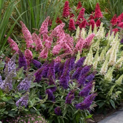 Buddleia Davidii 'Butterfly Candy' Collection 9cm X3