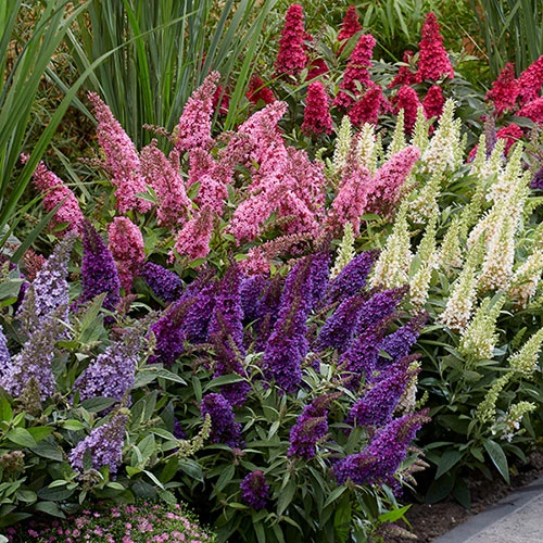 Buddleia Davidii 'Butterfly Candy' Collection 9cm X3 1 Buddleia Davidii 'Butterfly Candy' Collection 9cm X3