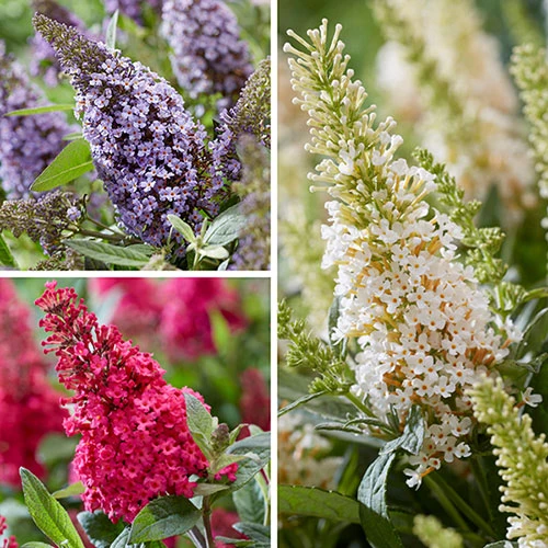 Buddleia Davidii 'Butterfly Candy' Collection 9cm X3 2 Buddleia Davidii 'Butterfly Candy' Collection 9cm X3 - Image 2