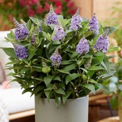 Buddleia Davidii 'Butterfly Candy' Collection 9cm X3 10 Buddleia Davidii 'Butterfly Candy' Collection 9cm X3 -You Garden 511286 2