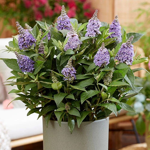 Buddleia Davidii 'Butterfly Candy' Collection 9cm X3 3 Buddleia Davidii 'Butterfly Candy' Collection 9cm X3 - Image 3