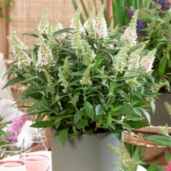 Buddleia Davidii 'Butterfly Candy' Collection 9cm X3 11 Buddleia Davidii 'Butterfly Candy' Collection 9cm X3 -You Garden 511286 3