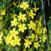 Winter Jasmine 'Jasminum Nudiflorum'