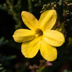 Winter Jasmine 'Jasminum Nudiflorum' -You Garden 511331 2