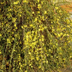 Winter Jasmine 'Jasminum Nudiflorum' -You Garden 511331 3