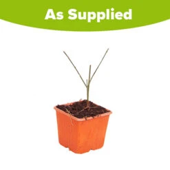 Winter Jasmine 'Jasminum Nudiflorum' -You Garden 511331 4