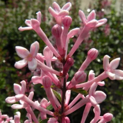 Syringa 'Boomerang Pink Perfume' In A 13cm Pot -You Garden 511362 2