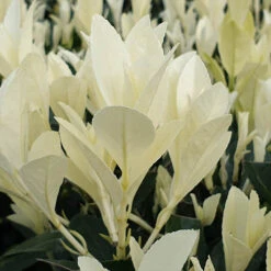 Euonymus 'Himalaya' -You Garden 511383 3