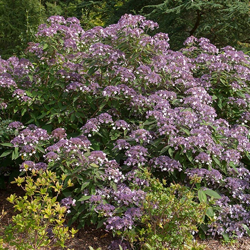 Hydrangea Villosa Velvet And Lace 2 Hydrangea Villosa Velvet And Lace - Image 2