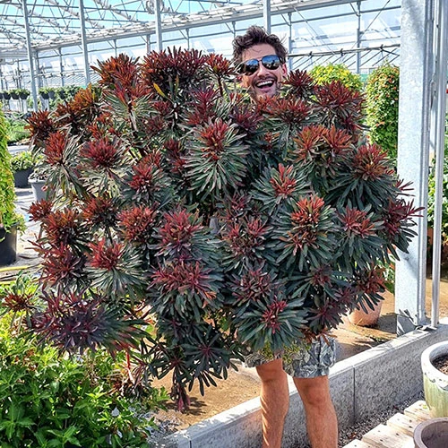 Euphorbia Miner's Merlot 9cm X 3 1 Euphorbia Miner's Merlot 9cm X 3