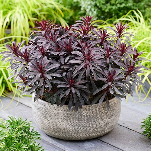 Euphorbia Miner's Merlot 9cm X 3 2 Euphorbia Miner's Merlot 9cm X 3 - Image 2