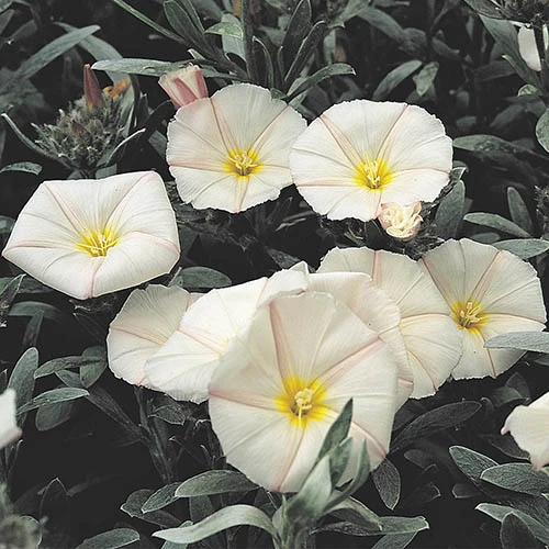 Silverbush 1 Silverbush