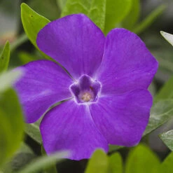 Vinca Collection 7 Vinca Collection -You Garden 511467 2