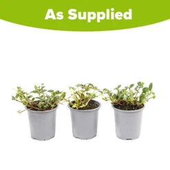 Vinca Collection 9 Vinca Collection -You Garden 511467 4