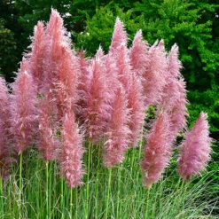 Pink Pampas Grass - Cortaderia Selloana ?Rosea?