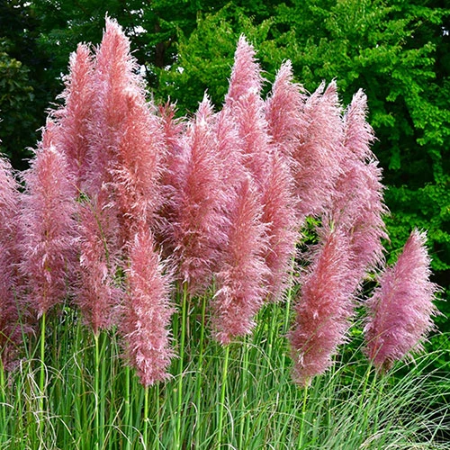 Pink Pampas Grass - Cortaderia Selloana ?Rosea? 1 Pink Pampas Grass - Cortaderia Selloana ?Rosea?