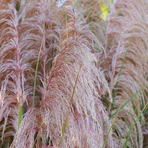 Pink Pampas Grass - Cortaderia Selloana ?Rosea? 2 Pink Pampas Grass - Cortaderia Selloana ?Rosea? - Image 2