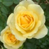 Gift Rose 'Golden Wedding'