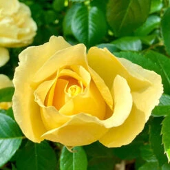 Gift Rose 'Golden Wedding' -You Garden 530002 2