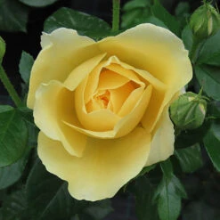 Gift Rose 'Golden Wedding' -You Garden 530002 3